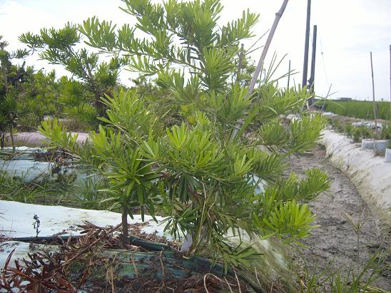 嘉宝果水果哪里买卖比较好的 嘉宝泡芙美国代