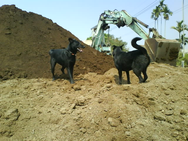 販賣有機木屑（肥料木屑）中部皆可運送，全年皆可出貨 （以噸為單位） - 20091029230733_790571920.JPG(圖)