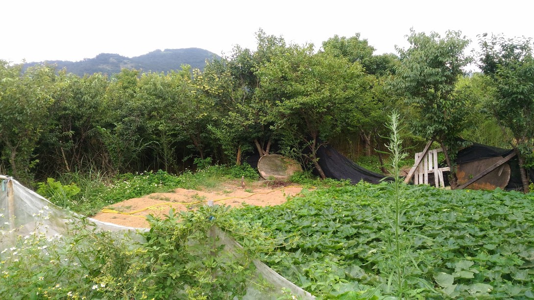 陽明山平等里漂亮的土地出售 0937 926 519 - 20180621201715-584261894.jpg(圖)