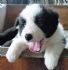高雄市-邊境牧羊犬_圖