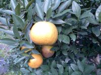 過年時節最好吃的宜蘭年柑和特大金棗上市了_圖片(2)