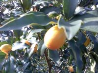 過年時節最好吃的宜蘭年柑和特大金棗上市了_圖片(3)