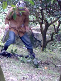 專業承接各種墓園和果園的除草維護工作 - 20100118125712_791942875.jpg(圖)