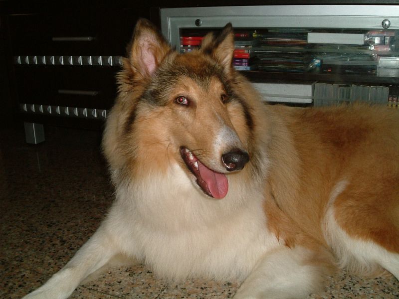 我的牧羊犬不見了 - 20100302173653_523756843.JPG(圖)