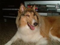 我的牧羊犬不見了_圖片(1)