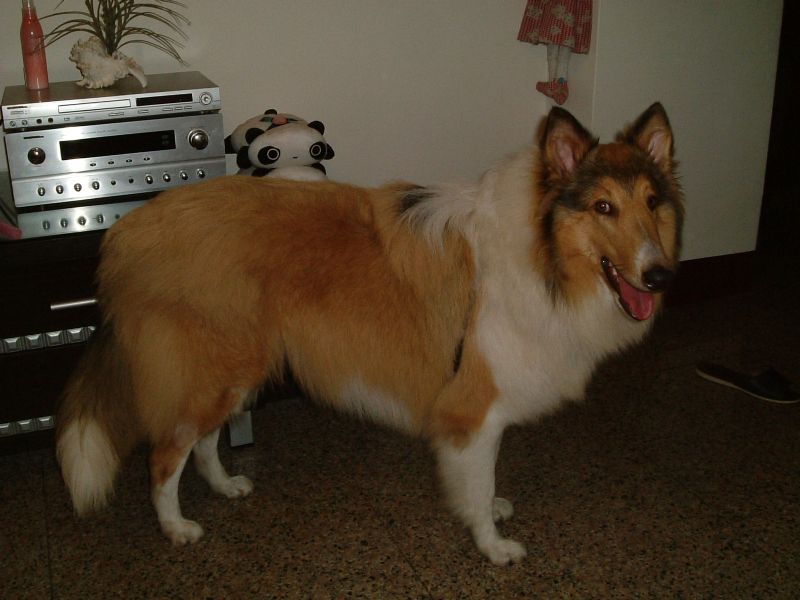 我的牧羊犬不見了 - 20100302180501_525072437.JPG(圖)