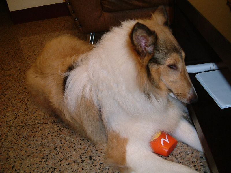 我的牧羊犬不見了 - 20100302180501_525183953.JPG(圖)