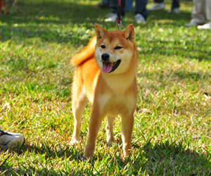 CKA 柴犬 日本柴犬 -柴林犬舍 歡迎參觀交流 - 20110308011205_519619357.jpg(圖)