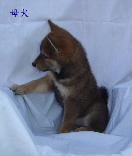 CKA 柴犬 日本柴犬 -柴林犬舍 歡迎參觀交流 - 20110308011205_519677450.jpg(圖)