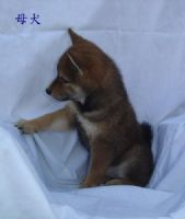 CKA 柴犬 日本柴犬 -柴林犬舍 歡迎參觀交流_圖片(3)