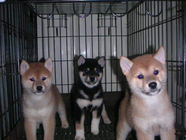 CKA 柴犬 日本柴犬 -柴林犬舍 歡迎參觀交流 - 20110308011205_519710105.JPG(圖)