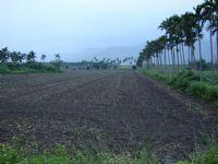 光復鄉農地_圖片(1)