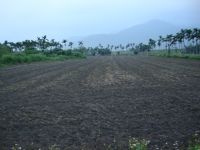 光復鄉農地_圖片(2)