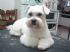 台北市-愛狗狗的寵物美容工作室_圖
