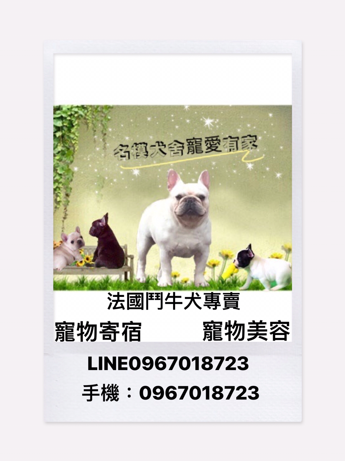 法國鬥牛犬名模犬舍 - 20220528094149-703582585.JPG(圖)