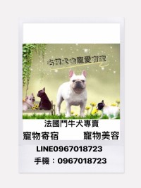 法國鬥牛犬名模犬舍_圖片(1)