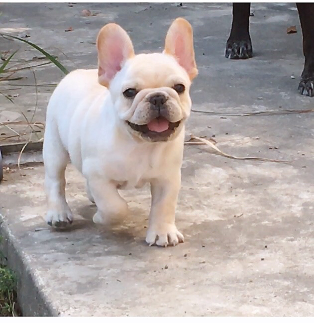 法國鬥牛犬名模犬舍 - 20220528094149-703603617.JPG(圖)