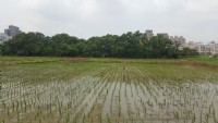 ＊～桃園市　國際路一段~~國際段徵收農地==土地總坪數：１２０坪、捷運紅線站旁、投資報酬率高～＊_圖片(1)