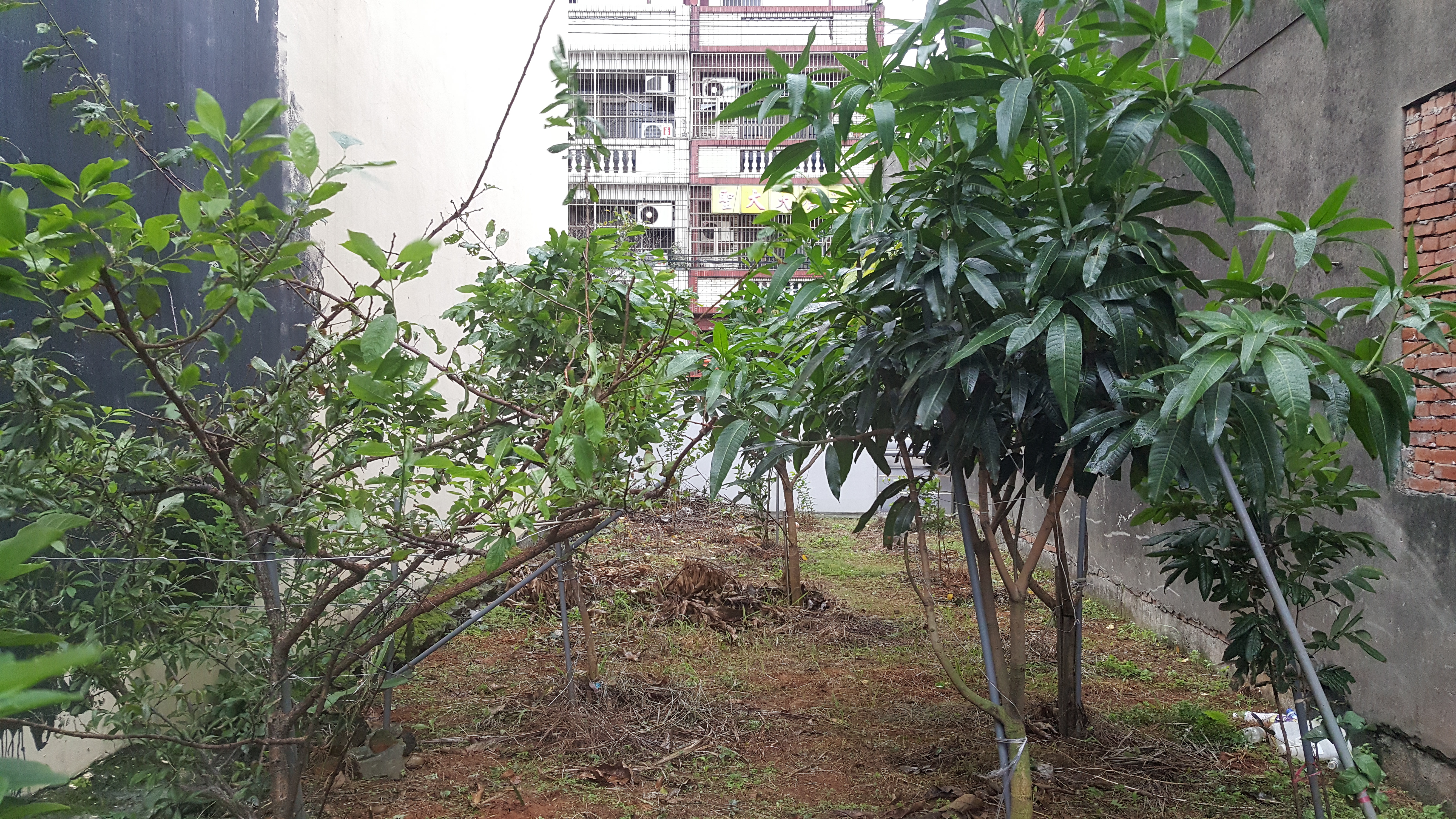 ＊～桃園市　新興街~~開南大學旁農店地==土地總坪數：４９坪、㊣１０米路旁、緊鄰學區～＊ - 20171119175200-85301380.jpg(圖)