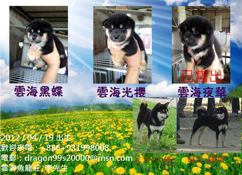 雲海魚龍莊-日本柴犬出售-南投寵登號100099 - 20120614033102_616012999.JPG(圖)
