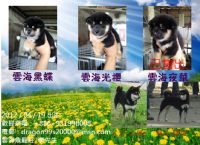 雲海魚龍莊-日本柴犬出售-南投寵登號100099_圖片(1)