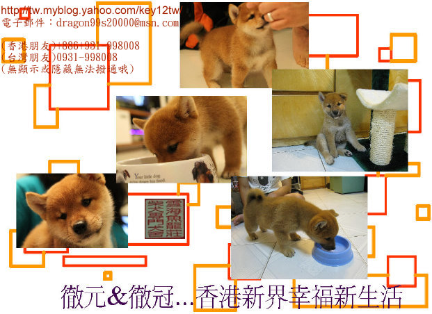 雲海魚龍莊-日本柴犬出售-南投寵登號100099 - 20120614033102_616044317.JPG(圖)