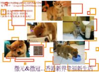 雲海魚龍莊-日本柴犬出售-南投寵登號100099_圖片(3)