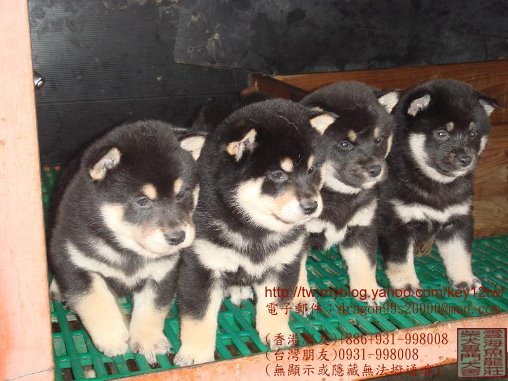 雲海魚龍莊-日本柴犬出售-南投寵登號100099 - 20120614033102_616070410.jpg(圖)