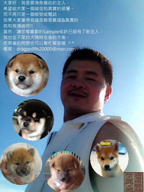 台灣柴犬-雲海魚龍莊 寵登-100099號 - 20120624053013_487221643.jpg(圖)