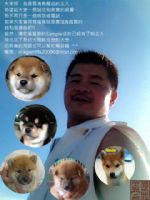 台灣柴犬-雲海魚龍莊 寵登-100099號_圖片(2)