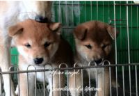 台灣柴犬-雲海魚龍莊 寵登-100099號_圖片(2)