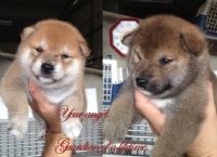 台灣柴犬-雲海魚龍莊 寵登-100099號_圖片(3)