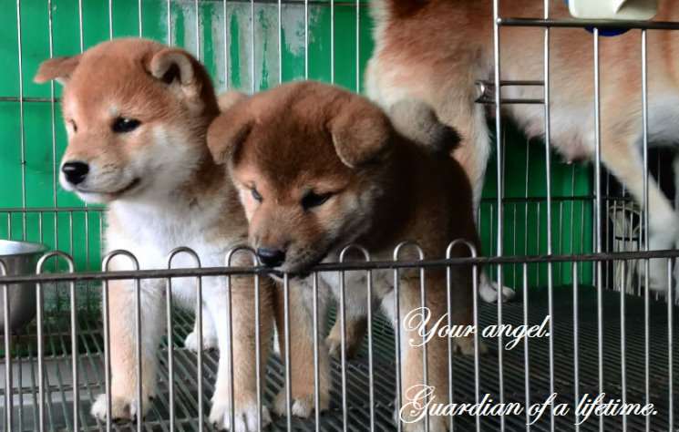 台灣柴犬-雲海魚龍莊 寵登-100099號 - 20121202012139_382556992.jpg(圖)