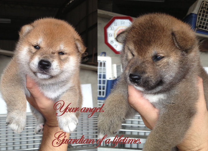 台灣柴犬-雲海魚龍莊 寵登-100099號 - 20121202012139_382565338.JPG(圖)