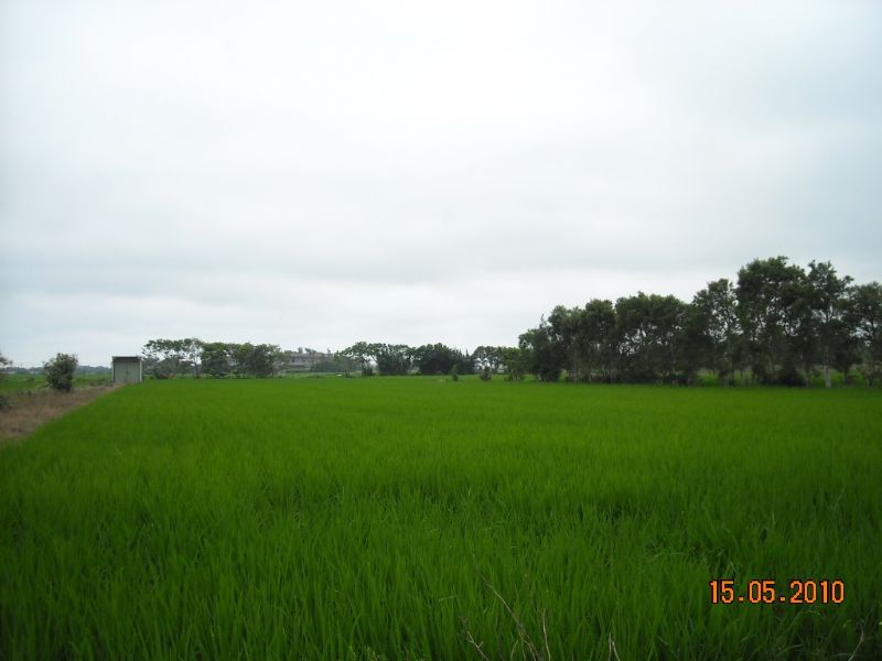 青埔子配建田 - 20100527143641_943274585.jpg(圖)