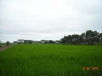 青埔子配建田_圖片(2)