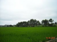 青埔子配建田_圖片(3)