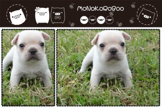 法國鬥牛犬名模犬舍 - 20101010100839_677529875.jpg(圖)