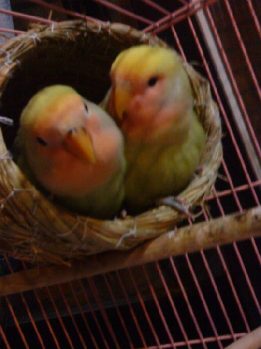 尋找飛走的愛情鳥 - 20100610180043_165355126.jpg(圖)