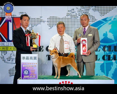 [台灣]高秋莊.日本柴犬.國際專業犬舍 - 20100630190626_897083656.jpg(圖)