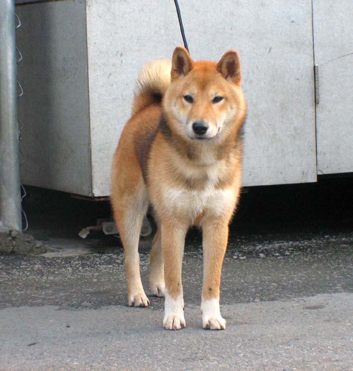 [台灣]高秋莊  日本柴犬最新冠軍黑.赤柴種公徵配[有照片賞歷.血統]. - 20100630191355_897664796.jpg(圖)