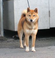 [台灣]高秋莊  日本柴犬最新冠軍黑.赤柴種公徵配[有照片賞歷.血統]._圖片(3)