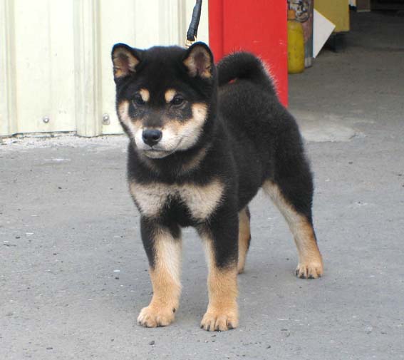 [台灣]高秋莊 [專業品質]優質日本柴犬**歡迎.鑑賞.頂級柴犬，优惠的價格 - 20100630192516_898097578.jpg(圖)