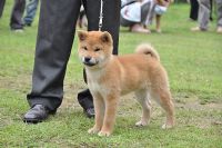 [台灣]高秋莊 [專業品質]優質日本柴犬**歡迎.鑑賞.頂級柴犬，优惠的價格_圖片(4)