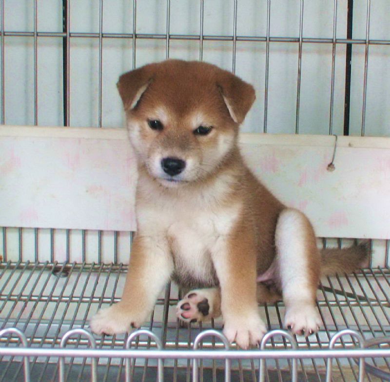 [台灣高秋莊][專業品質]優質日本柴犬**歡迎.鑑賞.頂級柴犬，优惠的價格 - 20100727081454_190645203.jpg(圖)