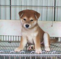 [台灣高秋莊][專業品質]優質日本柴犬**歡迎.鑑賞.頂級柴犬，优惠的價格_圖片(1)