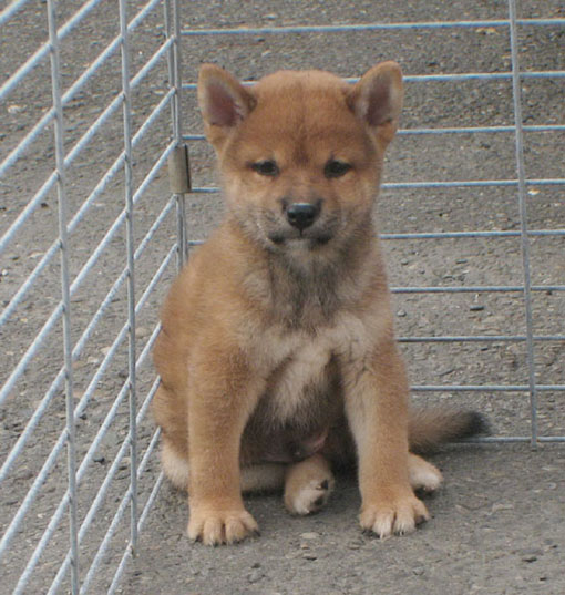 台灣高秋莊][專業品質]優質日本柴犬**歡迎.鑑賞.頂級柴犬，优惠的價格 - 20110817223345_593361718.jpg(圖)