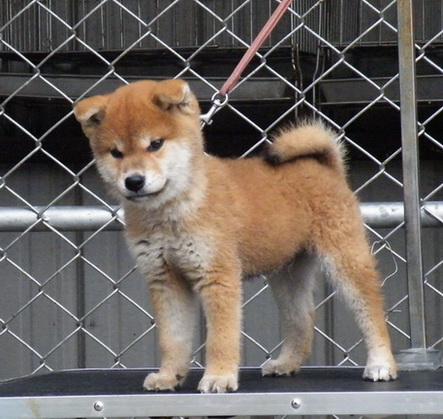 台灣.高秋莊.日本柴犬.國際專業犬舍 - 20120104111835_649116015.jpg(圖)