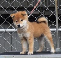 台灣.高秋莊.日本柴犬.國際專業犬舍_圖片(1)