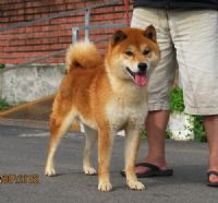 日本進口 [日保完成犬] 天一丸號 [公 開 徵 配] [所有者]台灣高秋莊_圖片(1)